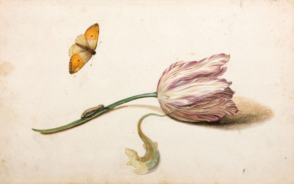 Tulp, oranjetip, rups, hagedisje